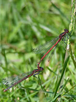 Zwei frhe Adonislibellen im Gras. (Hattingen, Mai 2018)