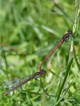 Zwei fr�he Adonislibellen im Gras. (Hattingen, Mai 2018)