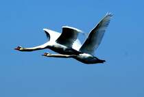 Ein Schwanenpaar im Flug. 