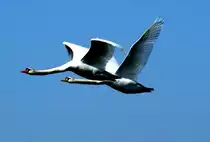 Ein Schwanenpaar im Flug. 