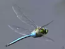 Eine Gro�e K�nigslibelle im Flug. (Hattingen, Mai 2018)