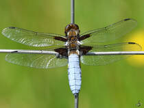 Ein Plattbauch-Mnnchen  im Fadenkreuz . (Hattingen, Mai 2018)