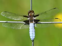 Ein Plattbauch-M�nnchen  im Fadenkreuz . (Hattingen, Mai 2018)