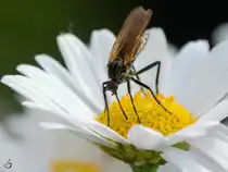 Eine Schnepfenfliege(?) auf der Suche nach Nektar. (Hattingen, Mai 2018)