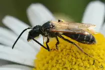 Eine recht kleine Wespe (Wegwespe?) bei der F�hlerpflege. (Hattingen, Mai 2018)