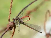 Zwei fr�he Adonislibellen pausieren auf farblich abgestimmten Draht. (Hattingen, Mai 2018)