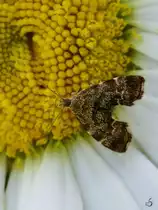 Ein Anthophila fabriciana. (Hattingen, Mai 2018)