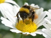 Eine (Erd?)hummel auf der Suche nach Nektar.  (Hattingen, Mai 2018)