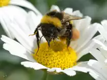 Eine (Erd?)hummel auf der Suche nach Nektar.  (Hattingen, Mai 2018)