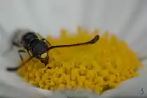 Eine recht kleine Wespe (Wegwespe?) im Margeritenbusch. (Hattingen, Mai 2018)