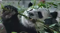 Bambus, die Hauptnahrung des Gro�en Pandas. (Zoo Berlin, April 2018)