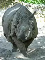 Ein Panzernashorn geht seiner Wege. (Zoo Berlin, April 2018)