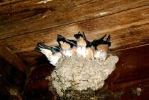 
Dieses Schwalbennest habe ich morgens um 03.00 geschossen.(darum der name des fotos  ARSCHKALT  Unter meinem Carport nisten diese Schwalben jedes Jahr. Auf dem Bild sind die Jungvgel zusehen, da im Nest kein platz mehr ist liegen die Jungvgel mit dem Kopf auf der Mutter und nchtigen so.
Fotografiert im Juli 2007.