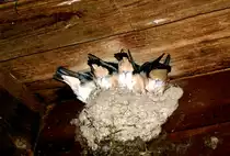 
Dieses Schwalbennest habe ich morgens um 03.00 geschossen.(darum der name des fotos  ARSCHKALT  Unter meinem Carport nisten diese Schwalben jedes Jahr. Auf dem Bild sind die Jungv�gel zusehen, da im Nest kein platz mehr ist liegen die Jungv�gel mit dem Kopf auf der Mutter und n�chtigen so.
Fotografiert im Juli 2007.