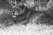 Eine L�win hat ein bequemes Pl�tzchen im Gras gefunden. (Zoo Berlin, April 2018)