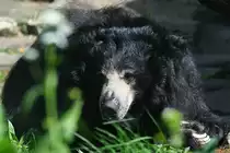 Ein m�der Kragenb�r Ende April 2018 im Zoo Berlin.