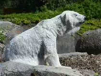 Ein Eisb�r genie�t die fr�hlingshaften Sonnenstrahlen. (Zoo Berlin, April 2018)