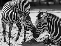 Zwei Grevy-Zebras zeigen ihre Zuneigung. (Zoo Berlin, April 2018)