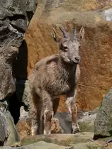 Ein junger sibirischer Steinbock Ende April 2018 im Zoo Berlin.
