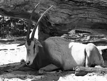 Eine m�de S�belantilope im Zoo Berlin. (April 2018)