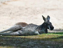 Ein rotes Riesenknguru Ende April 2018 im Zoo Berlin.