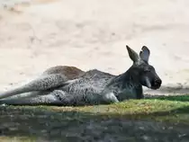 Ein rotes Riesenk�nguru Ende April 2018 im Zoo Berlin.