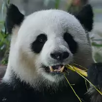 Ein Gro�er Panda Ende April 2018 beim Fressen im Zoo Berlin.