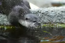 Ein Zwergotter im Zoo Berlin. (April 2018)
