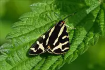 . Dieser Schmetterling der Art „Wegerichb�r“ geh�rt zur Familie der B�renspinner, sa� am 02.06.2018 auf einer Brennesel am Wegesrand.