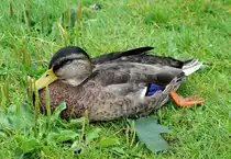 Ente bei relaxen im Freizeitpark Rheinbach - 12.07.2009 (umgeschichtet von Landschaftsfoto)