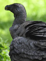 Ein Andenkondor im Portrait. (Zoo Berlin, April 2018)