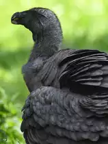 Ein Andenkondor im Portrait. (Zoo Berlin, April 2018)