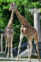 Rothschildgiraffen im Zoo Berlin. (April 2018)
