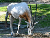 Ein Arabischer Oryx Ende April 0218 im Zoo Berlin. 