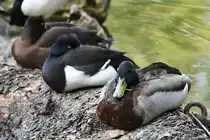 Stockenten Ende April 2018 im Zoo Berlin. 