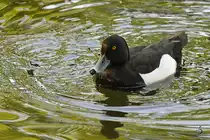 Eine Reiherente Ende April 2018 im Zoo Berlin. 