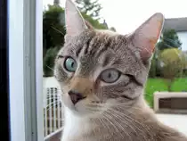 Nachbars Katze zu Besuch - 14.04.2006 (umgeschichtet von Landschaftsfoto)