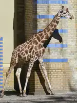 Eine Rothschildgiraffe im Zoo Berlin. (April 2018)