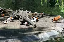 Enten und G�nse Ende April 2018 im Zoo Berlin.