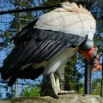 Ein K�nigsgeier Ende April 2018 im Zoo Berlin.