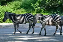 Zwei B�hm-Steppenzebras im Zoo Berlin. (April 2018)