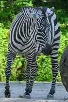 Ein B�hm-Steppenzebra Ende April 2018 im Zoo Berlin.