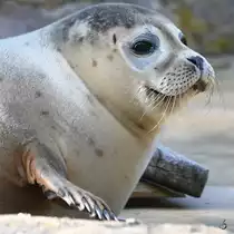 Ein junger Seehund Ende April 2018 im Zoo Berlin.