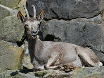 Ein Sibirischer Steinbock auf seinem felsigen Sofa. (Zoo Berlin, April 2018)