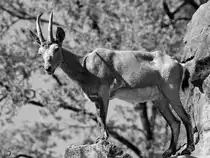 Ein Sibirischer Steinbock in seiner kleinen Bergwelt. (Zoo Berlin, April 2018)