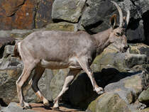 Ein Sibirischer Steinbock in seiner felsigen Bergwelt. (Zoo Berlin, April 2018)