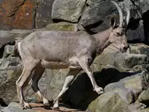 Ein Sibirischer Steinbock in seiner felsigen Bergwelt. (Zoo Berlin, April 2018)