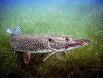 Diesen Hecht habe ich im Stechlinsee (Brandenburg) in einer Tiefe von ca. 5m fotografiert.In dem Moment als ich abdr�ckte schnellte er ab, dadurch diese gespannte R�ckenflosse.