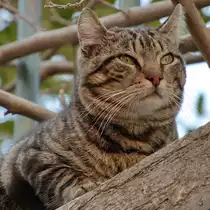 Ein m�der  Stra�entiger  auf den Mauern von Lissabon. (Januar 2017)