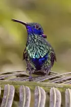 Kolibri, 05.04.2008 Kerzers